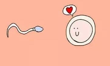 2026佛山做一次试管婴儿的具体步骤，含成功率费用等